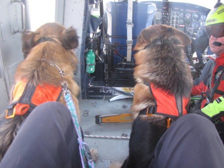 Usposabljanje vodnikov reševalnih psov GRZS - helikopter